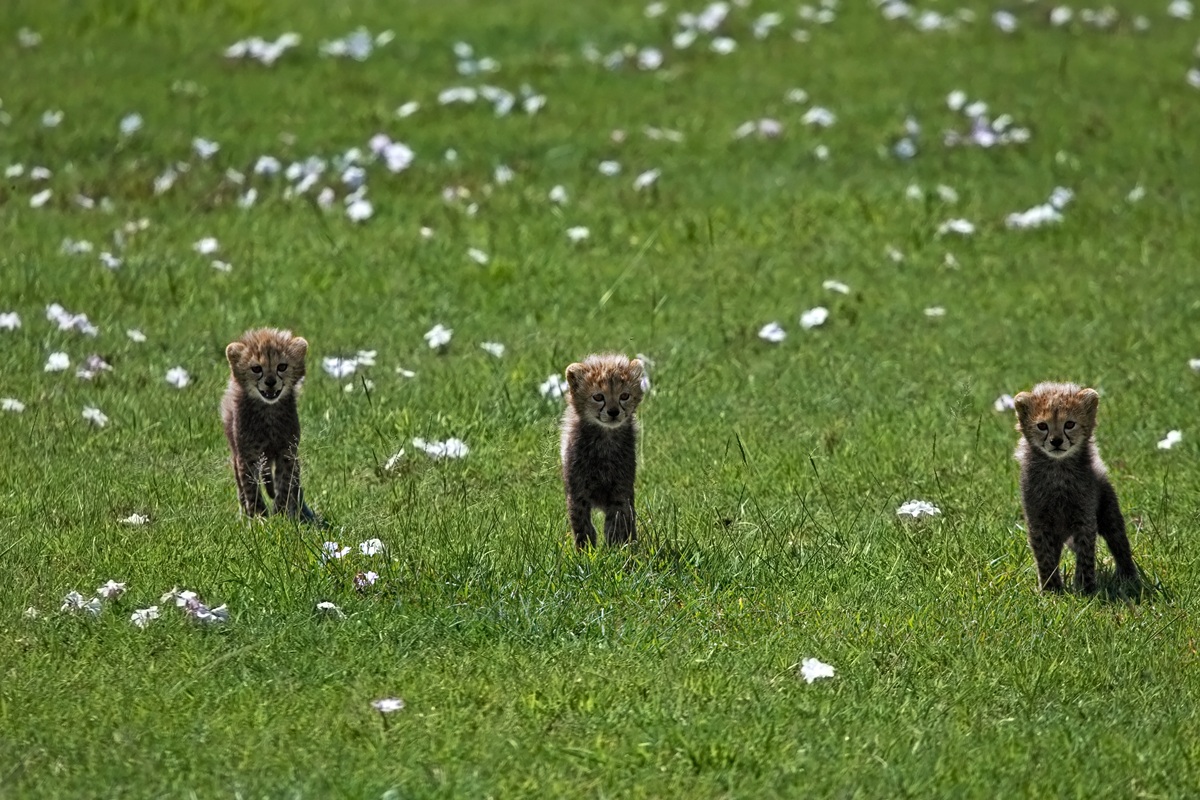 We are three fratellin .....