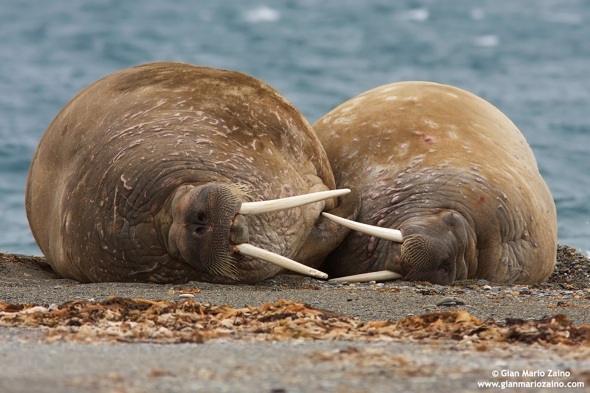 Odobenus rosmarus / Tricheco / Walrus / Morse