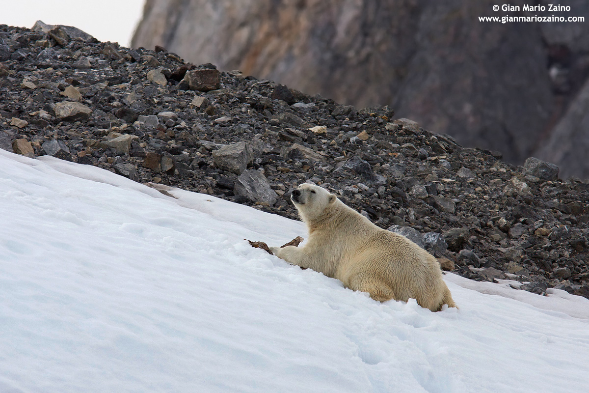 Ursus maritimus / Orso polare