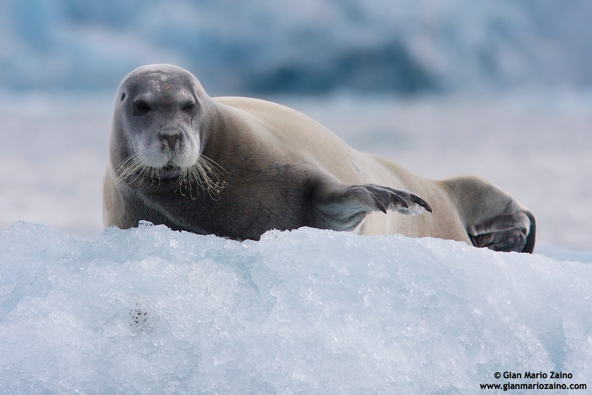 Erignathus barbatus / Foca barbata