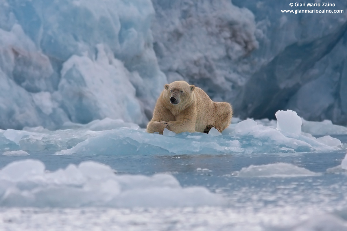 Ursus maritimus / Orso polare