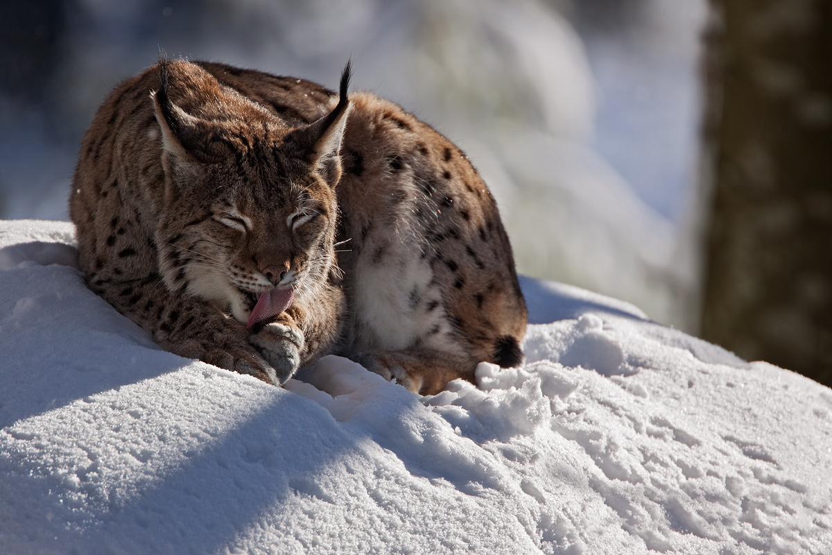 Lince