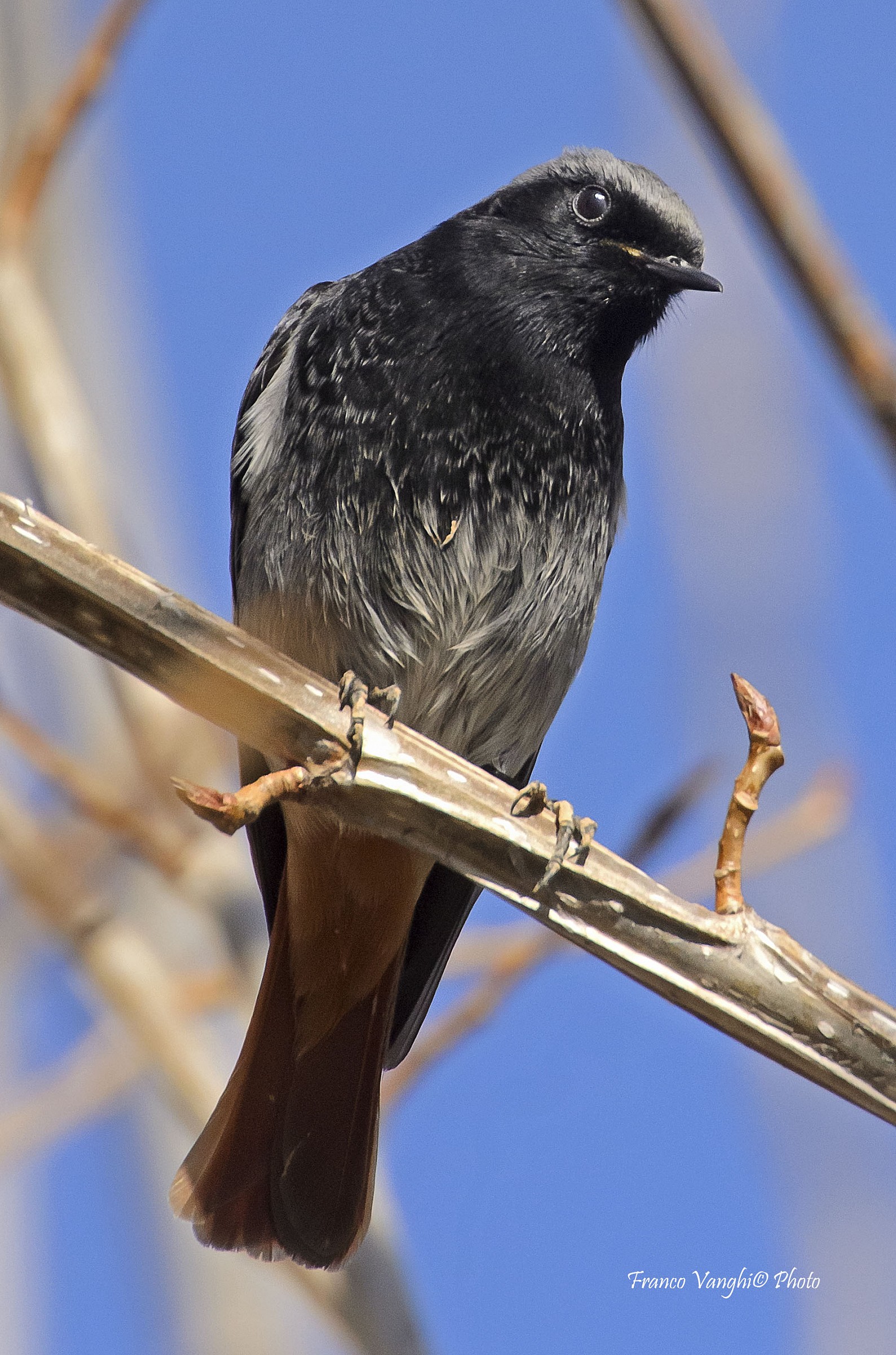 Black Redstart