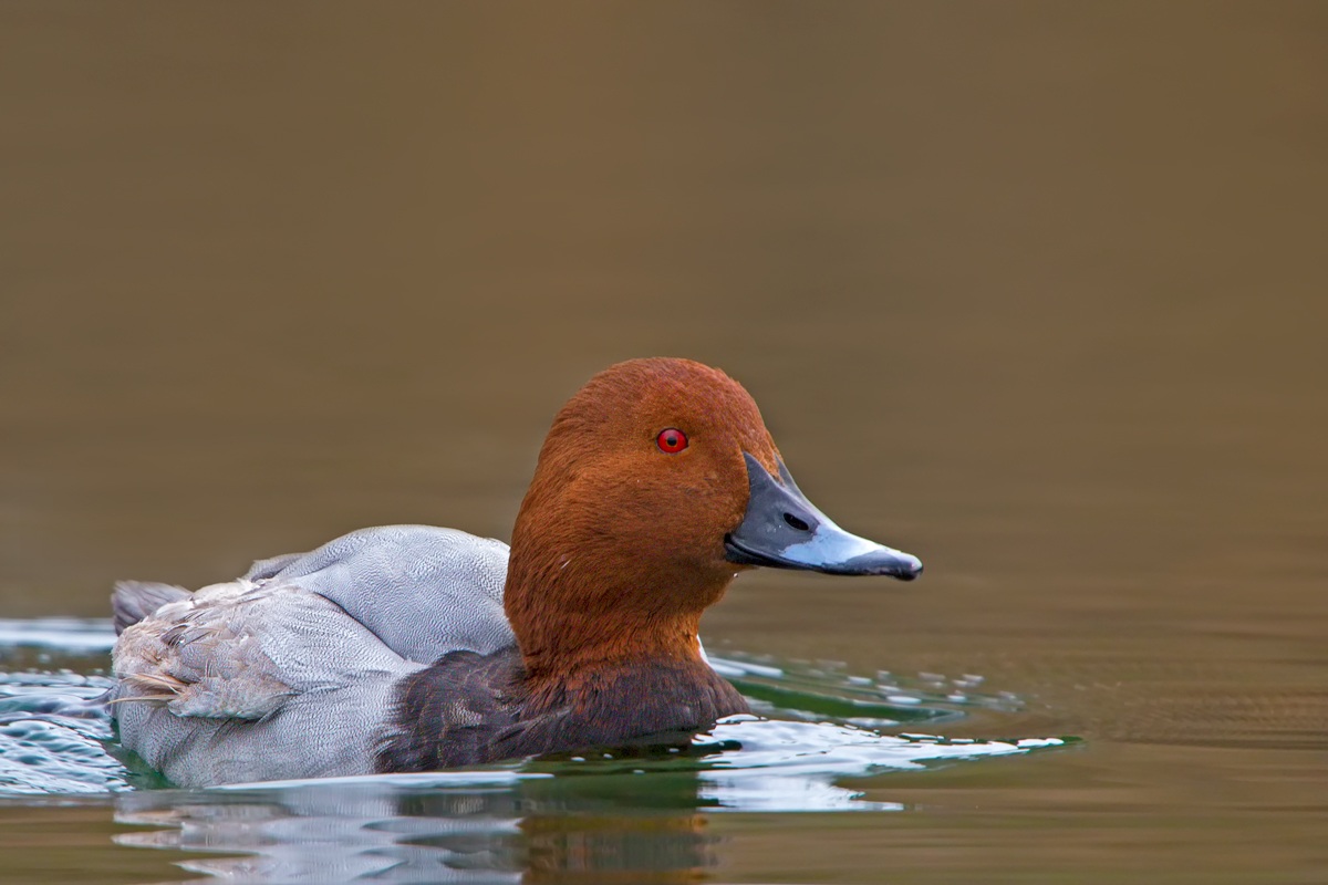 Moriglione (Aythya ferina)