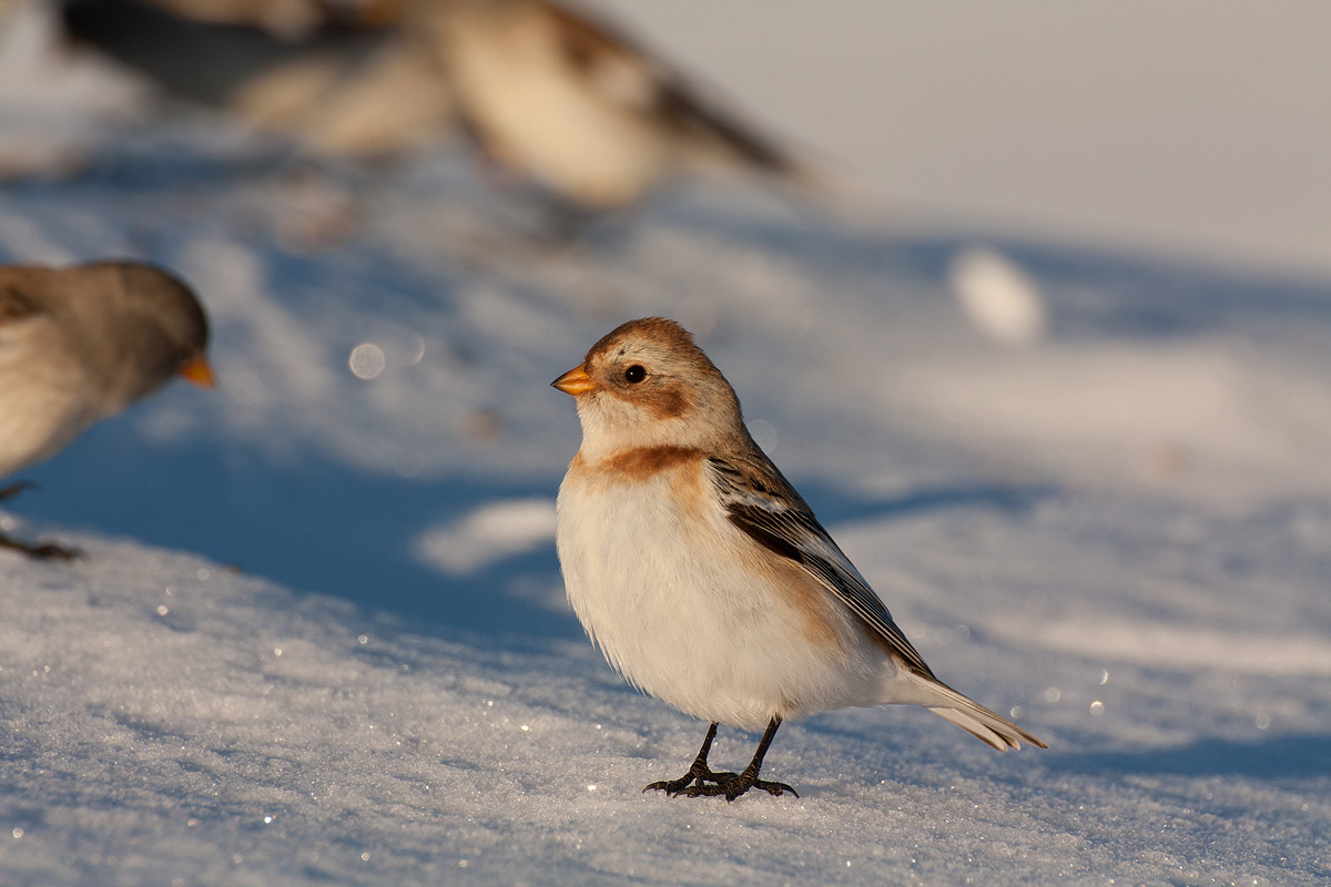 My first Snow Bunting