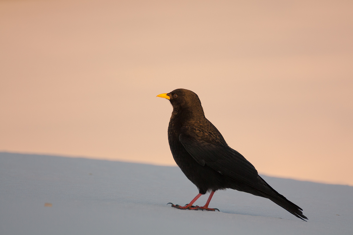 Gracchio alpino alle prime luci del giorno