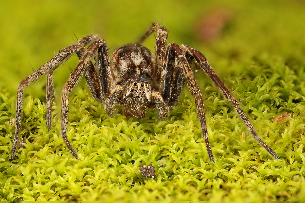 Testing Focus Stacking