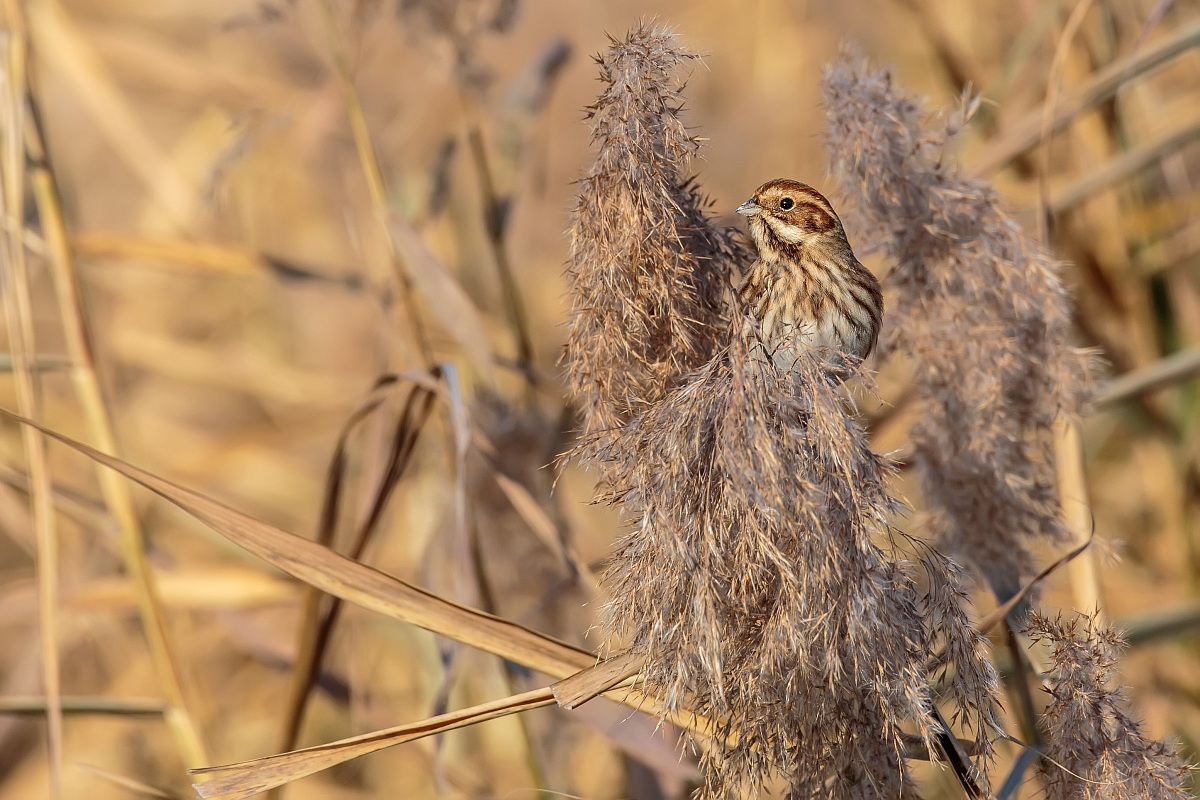 Migliarino di palude