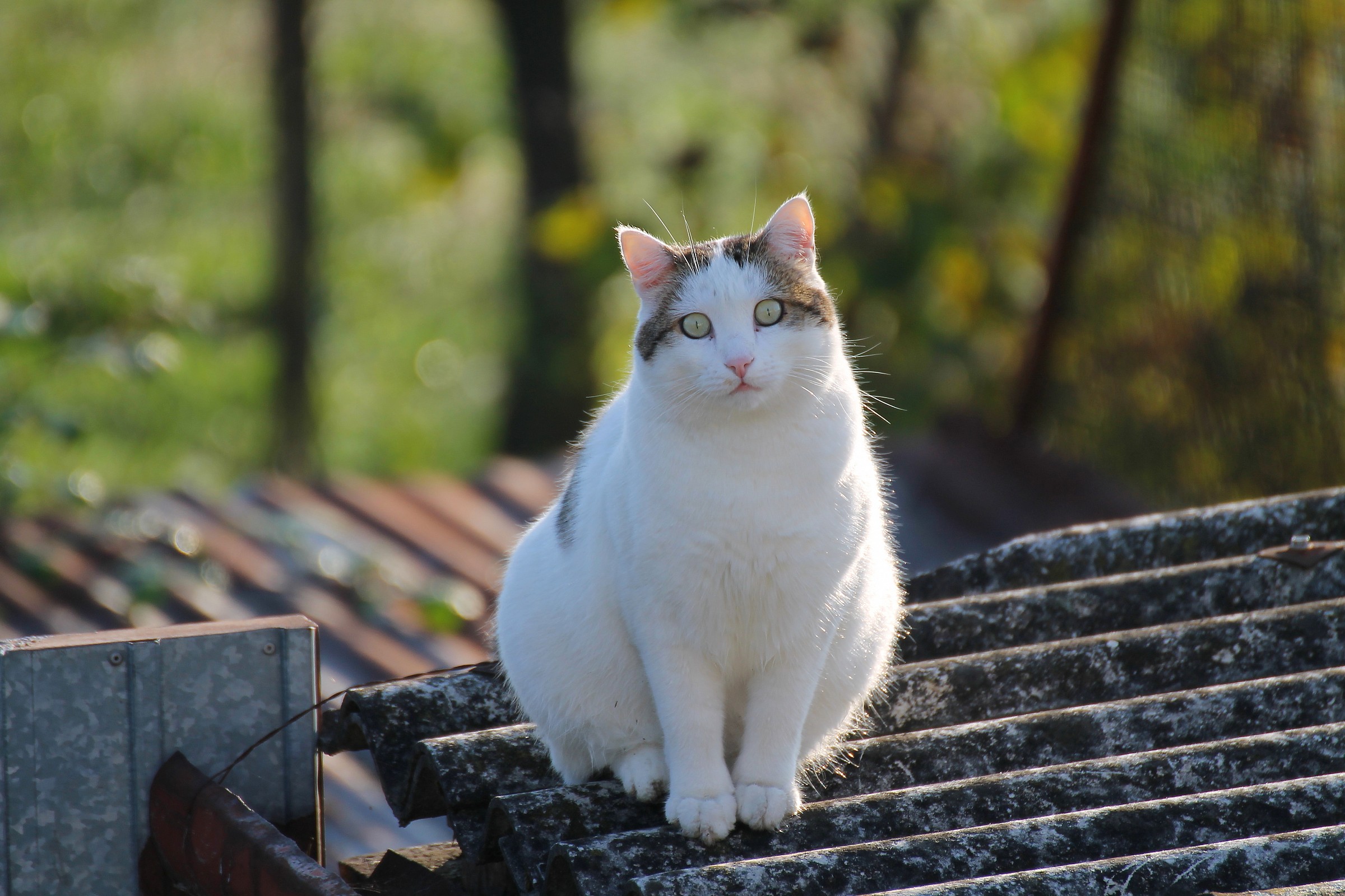 domani comincio la dieta!
