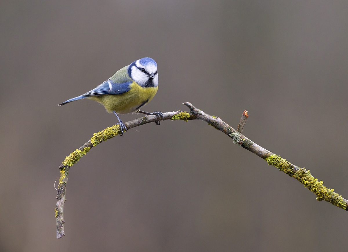 Blue Tit