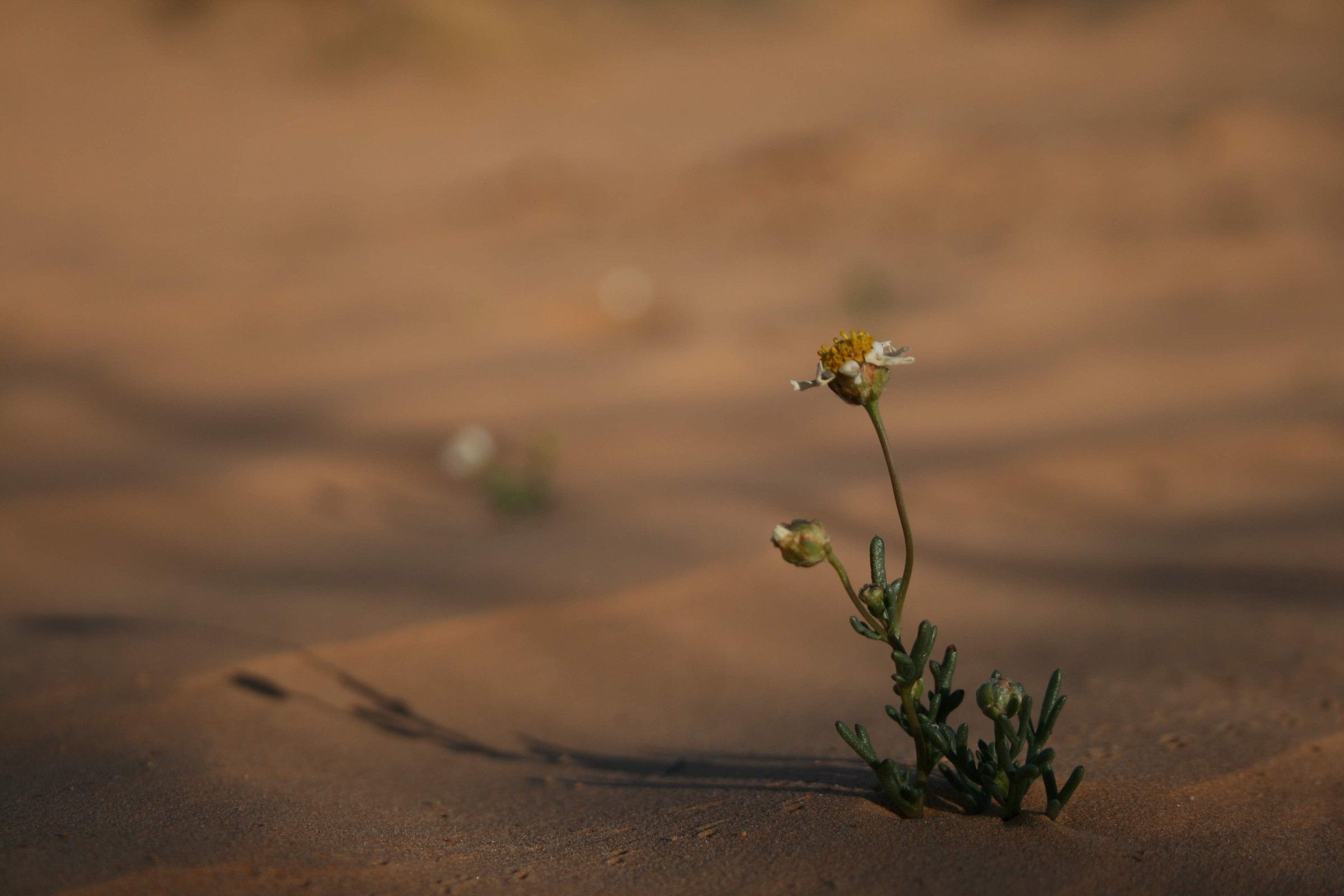 un fiore nel deserto