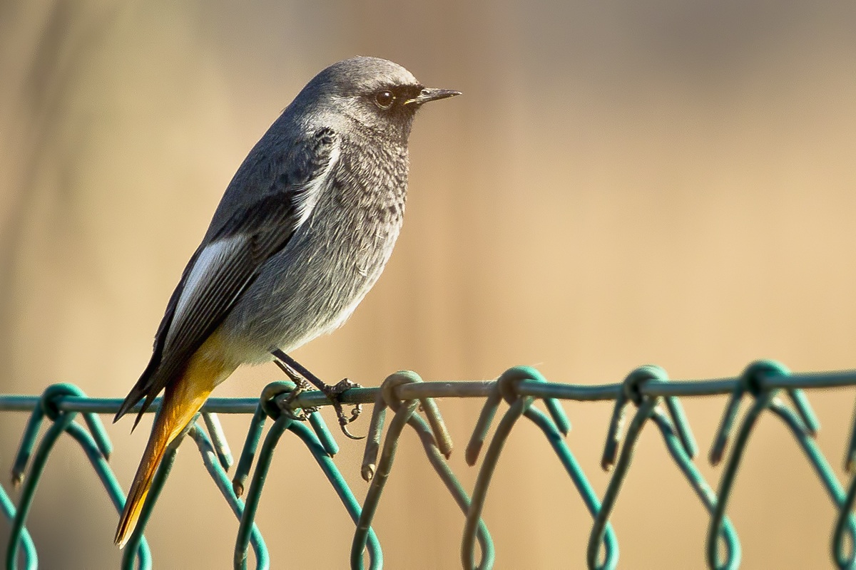 Il Codirosso Spazzacamino