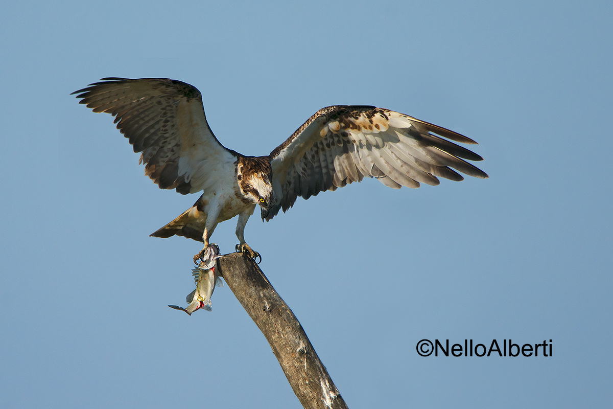 bonfire with bass fisherman