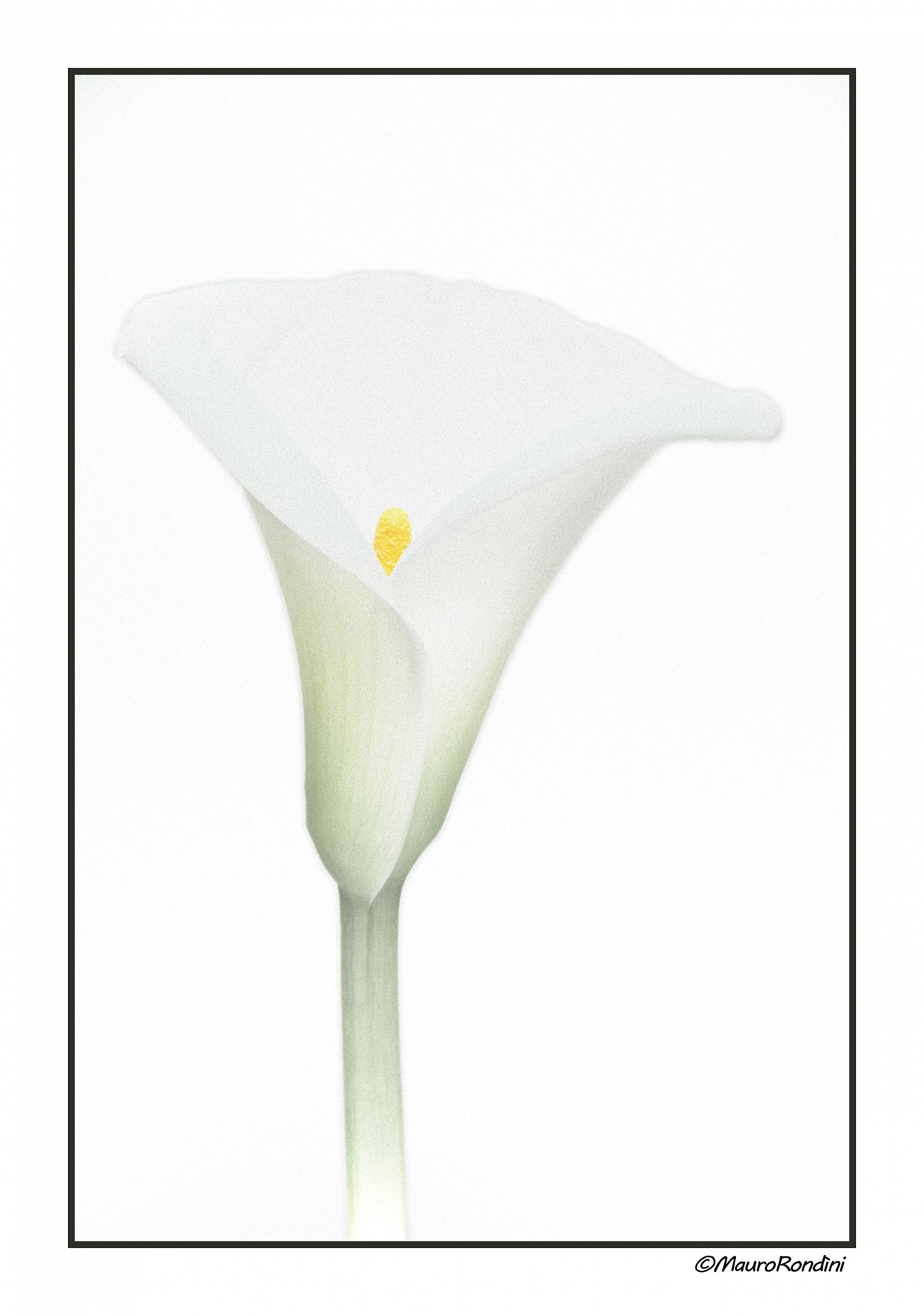Calla