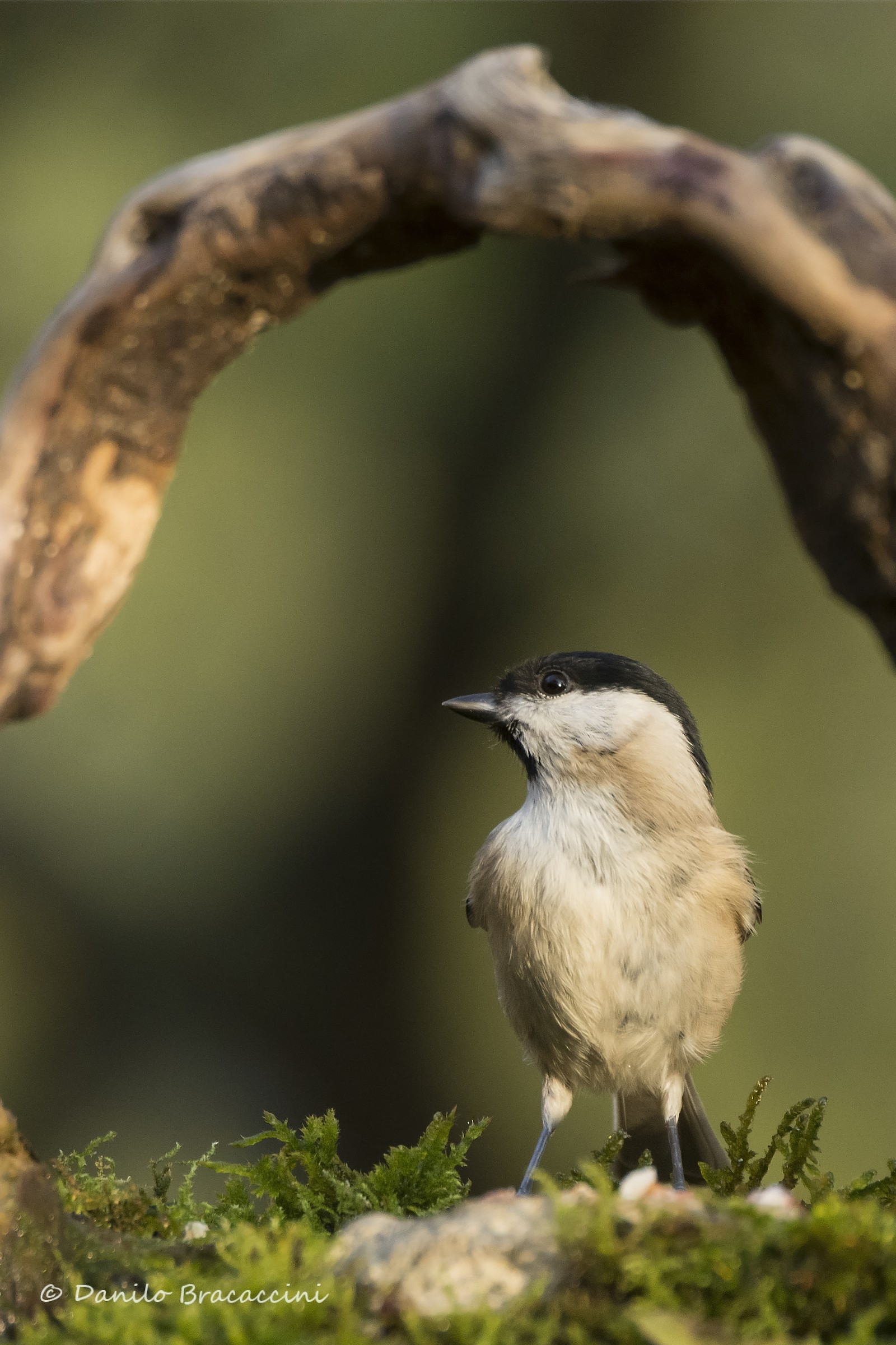 Chickadee 2