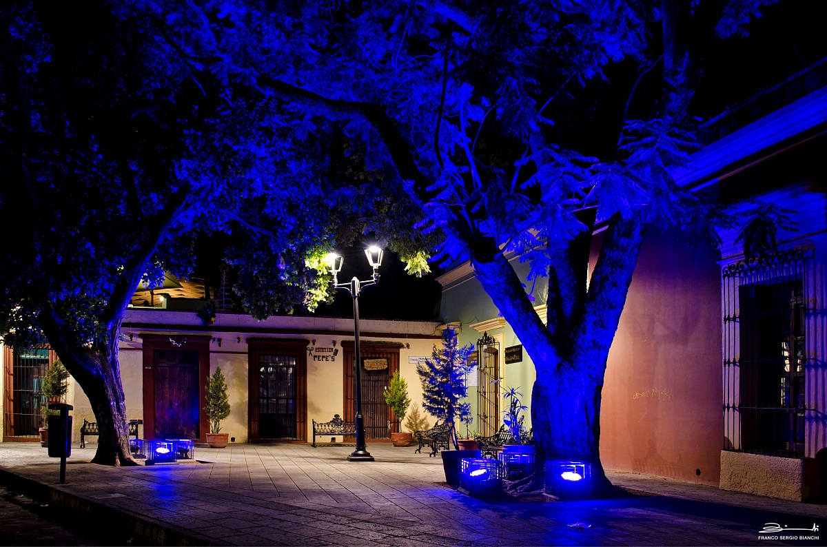 Alberi blu - Messico