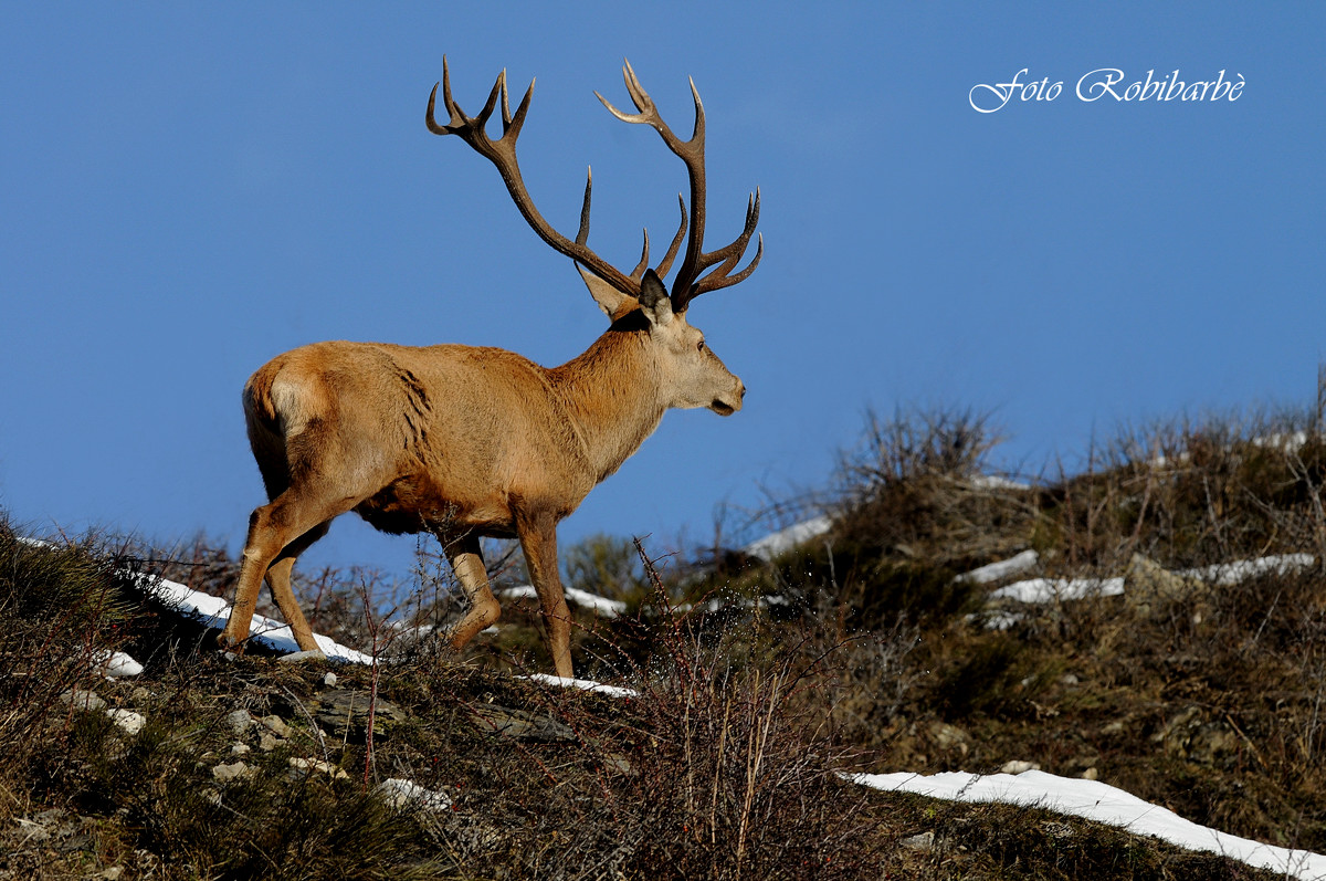 Un palco Regale.....