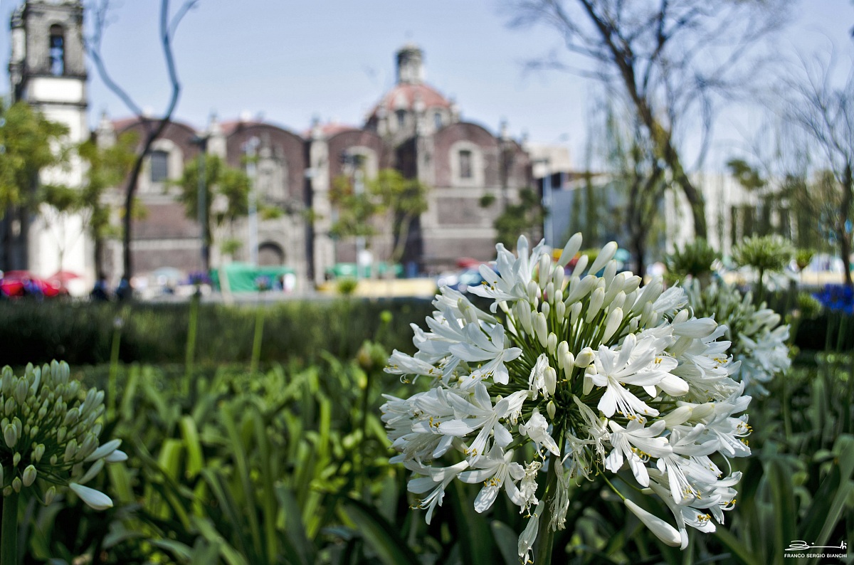 Il fiore bianco - Città del Messico