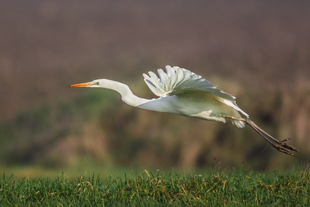airone bianco maggiore