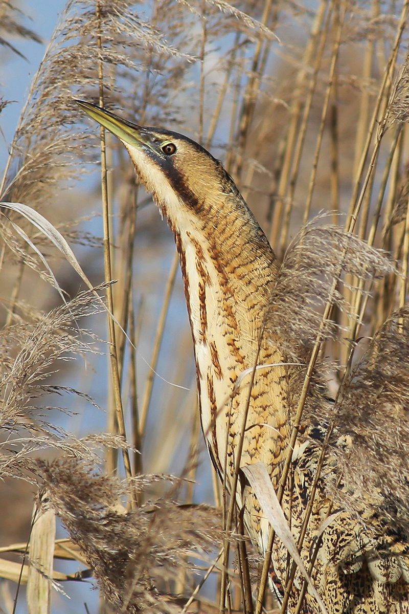 Bittern