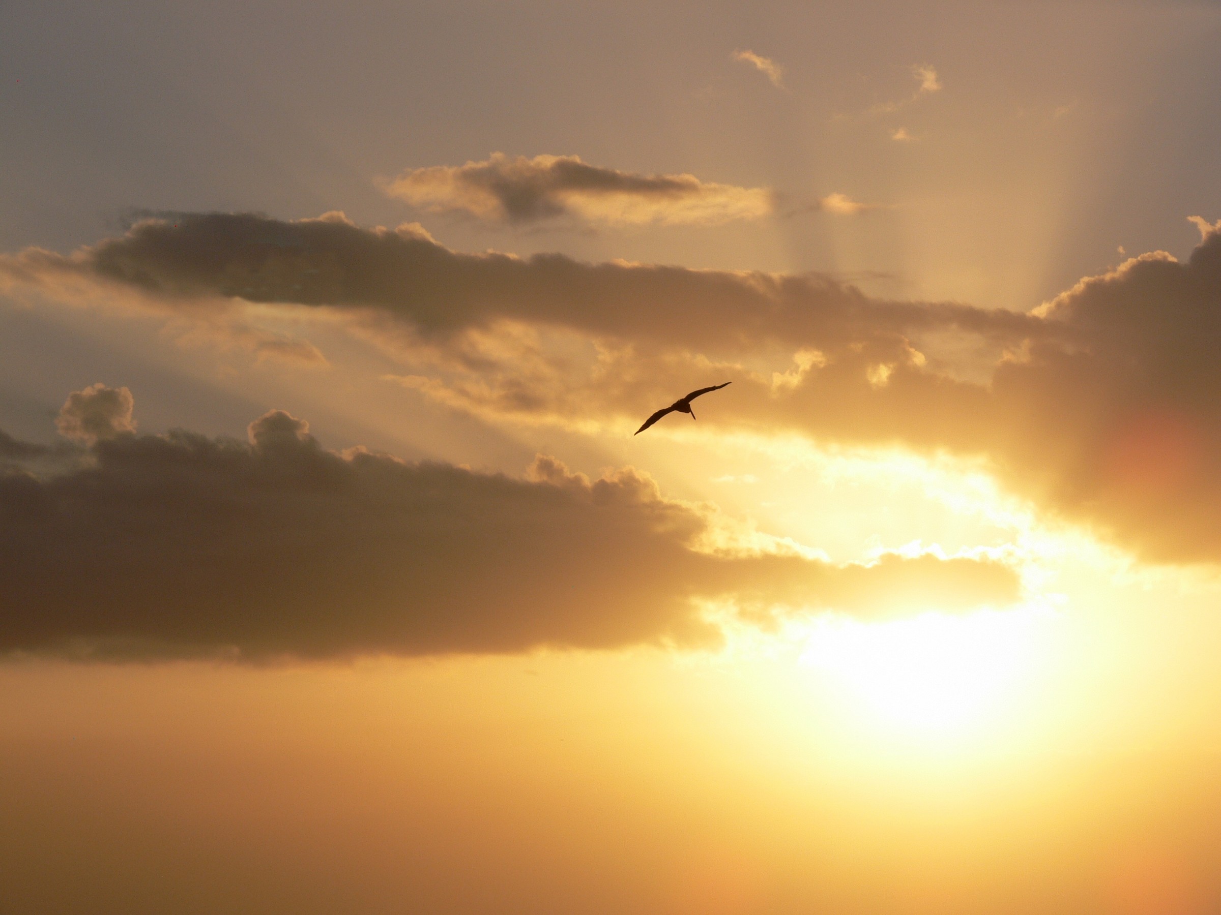 il gabbiano Jonathan Livingstone