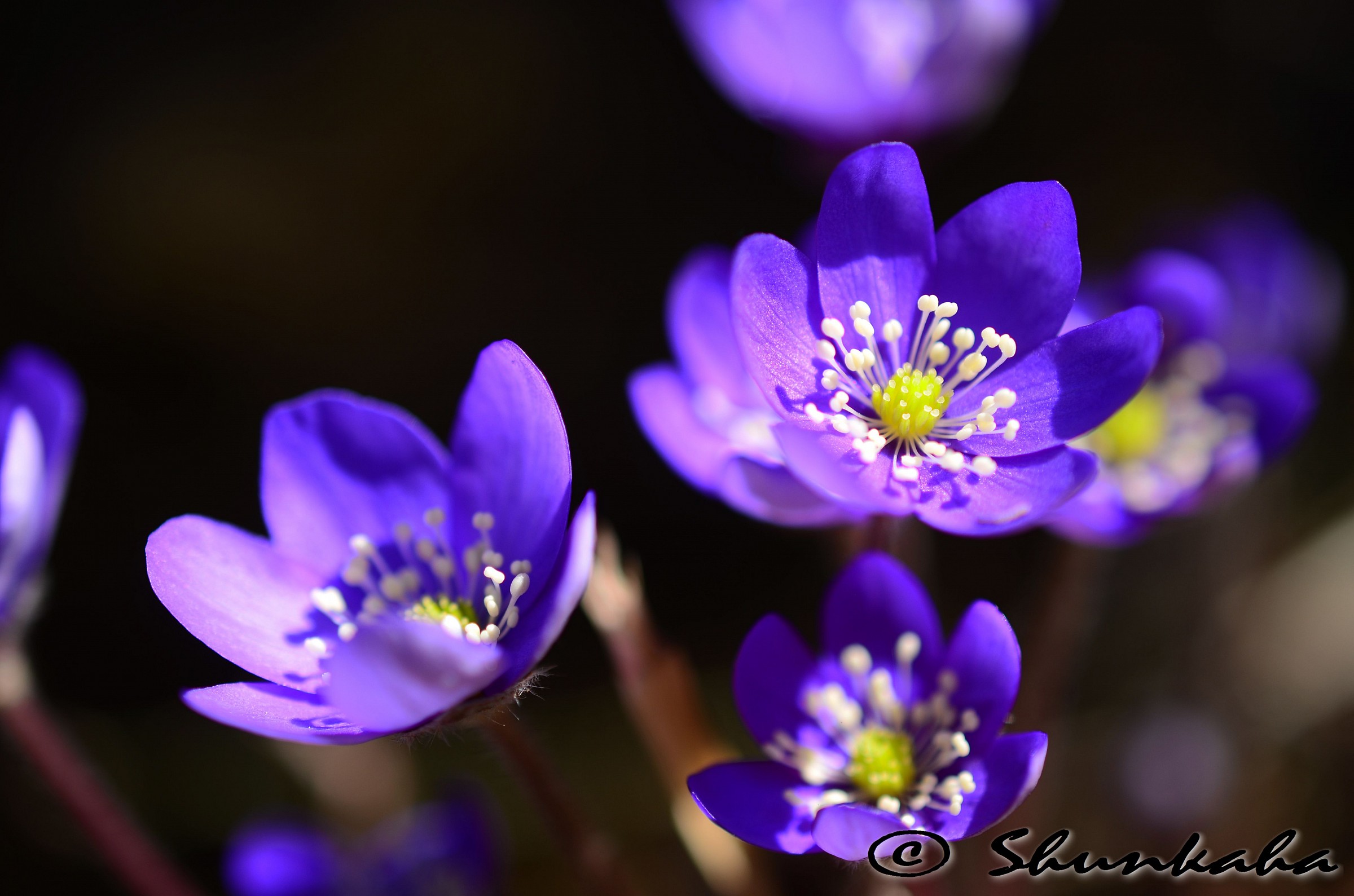 Hepatica nobilis