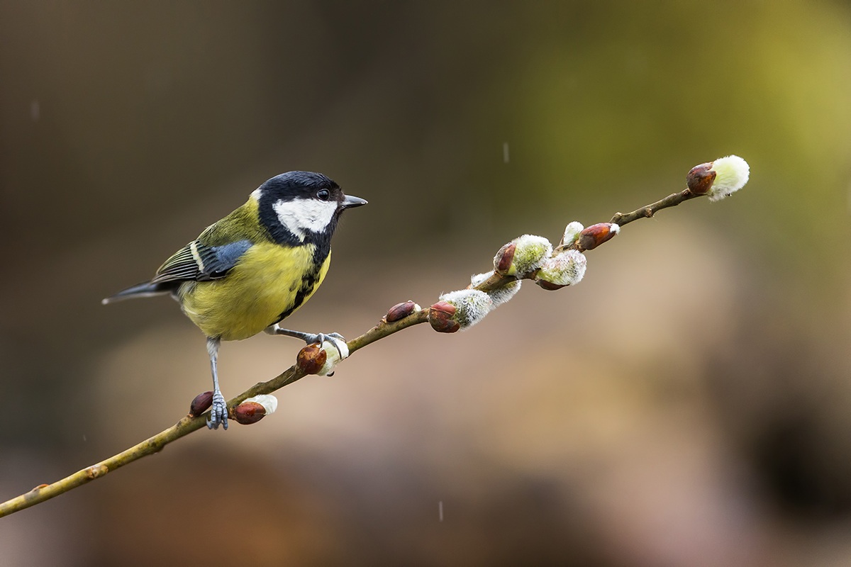 Great Tit by the new shed