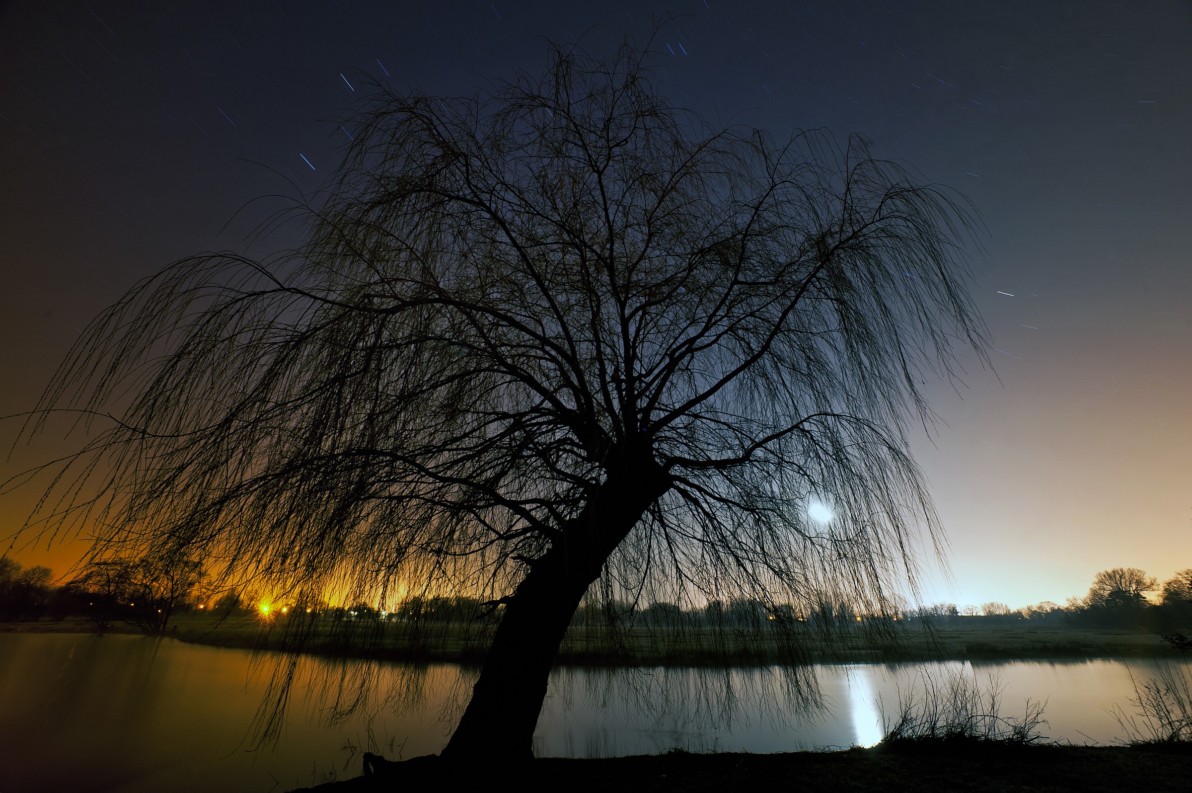 Willow in Moonlight