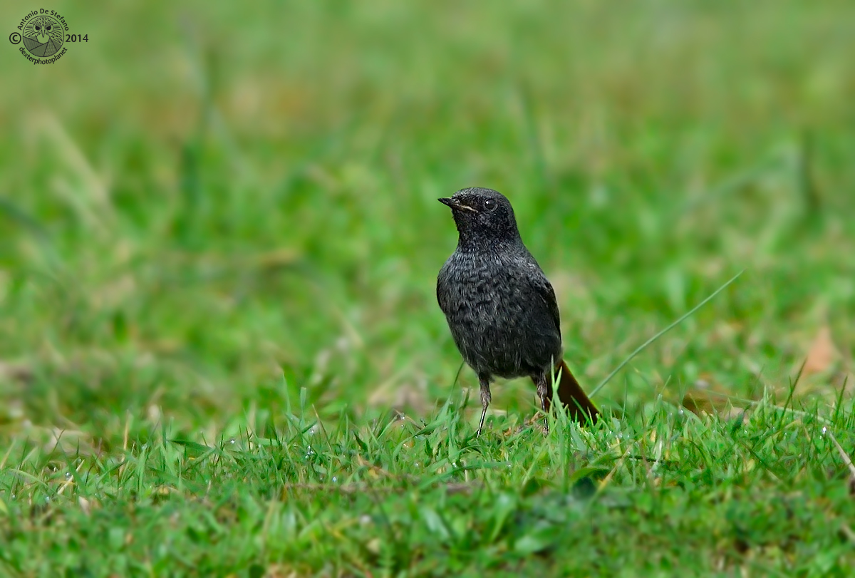 Questo camino era un disastro!
