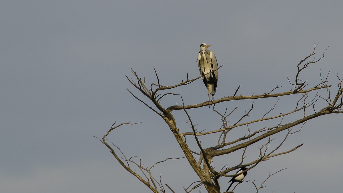 Cenerino alberato con ospite