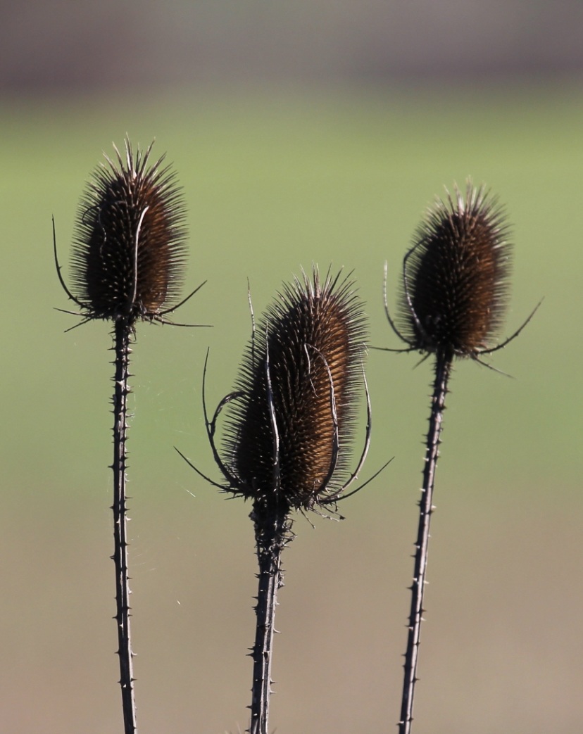 Ric cardo e i suoi fratelli
