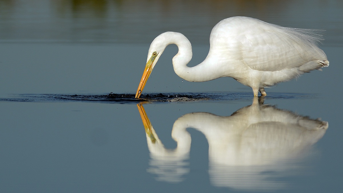Great White Egret