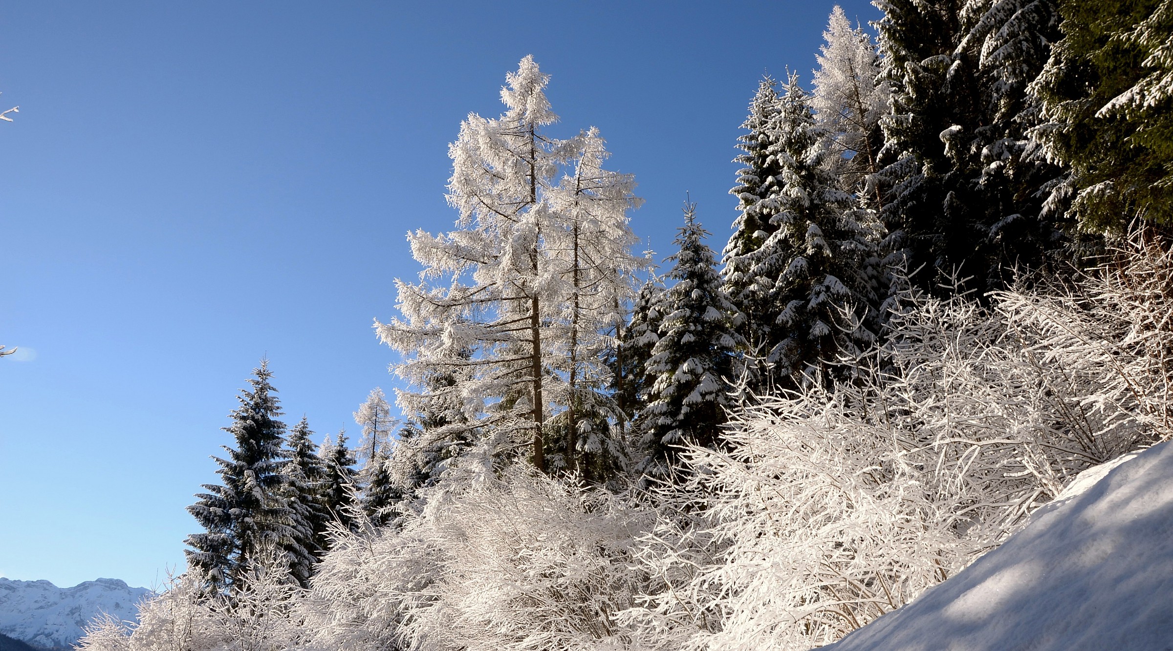 alberi dopo la nevicata