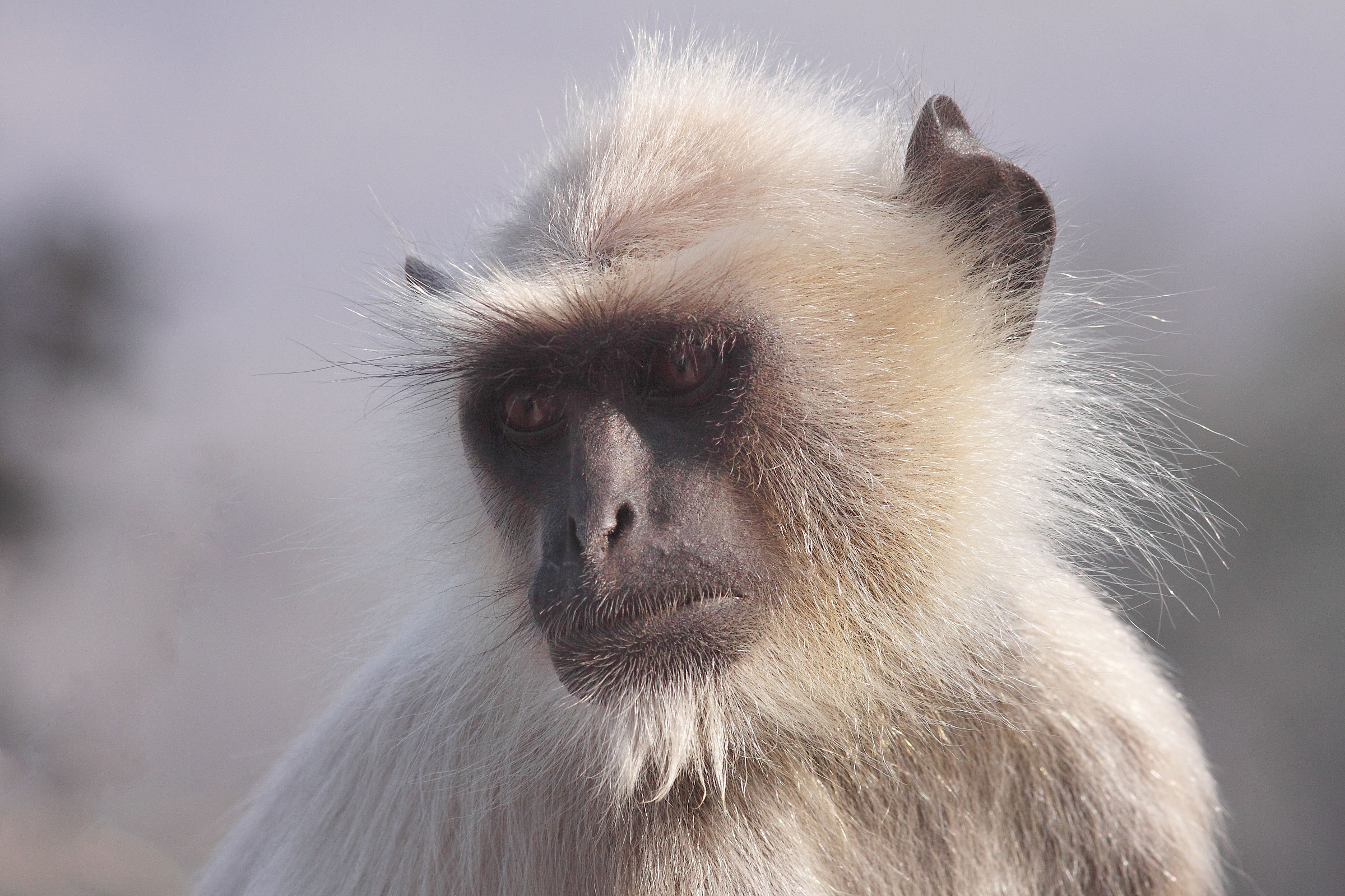 Entello delle Pianure Settentrionali