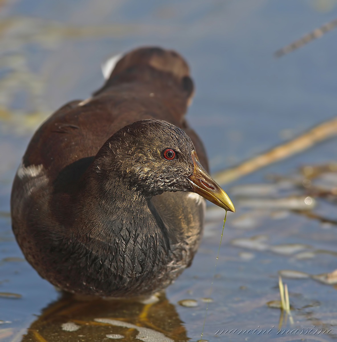 Gallinella d'acqua(Gallinula chloropus)