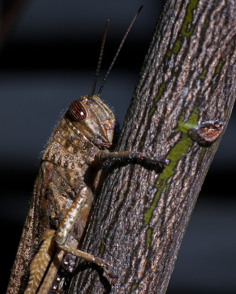 Orthoptera