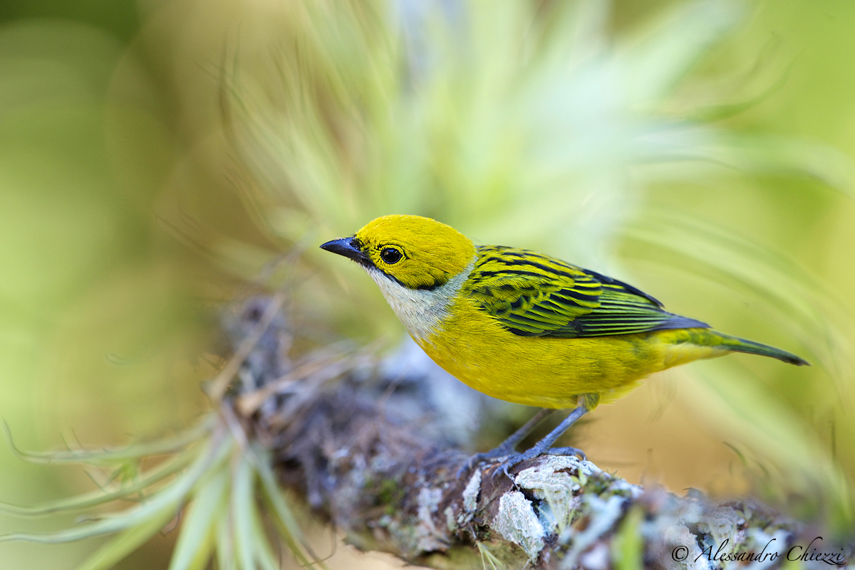 Yellow throated tanager