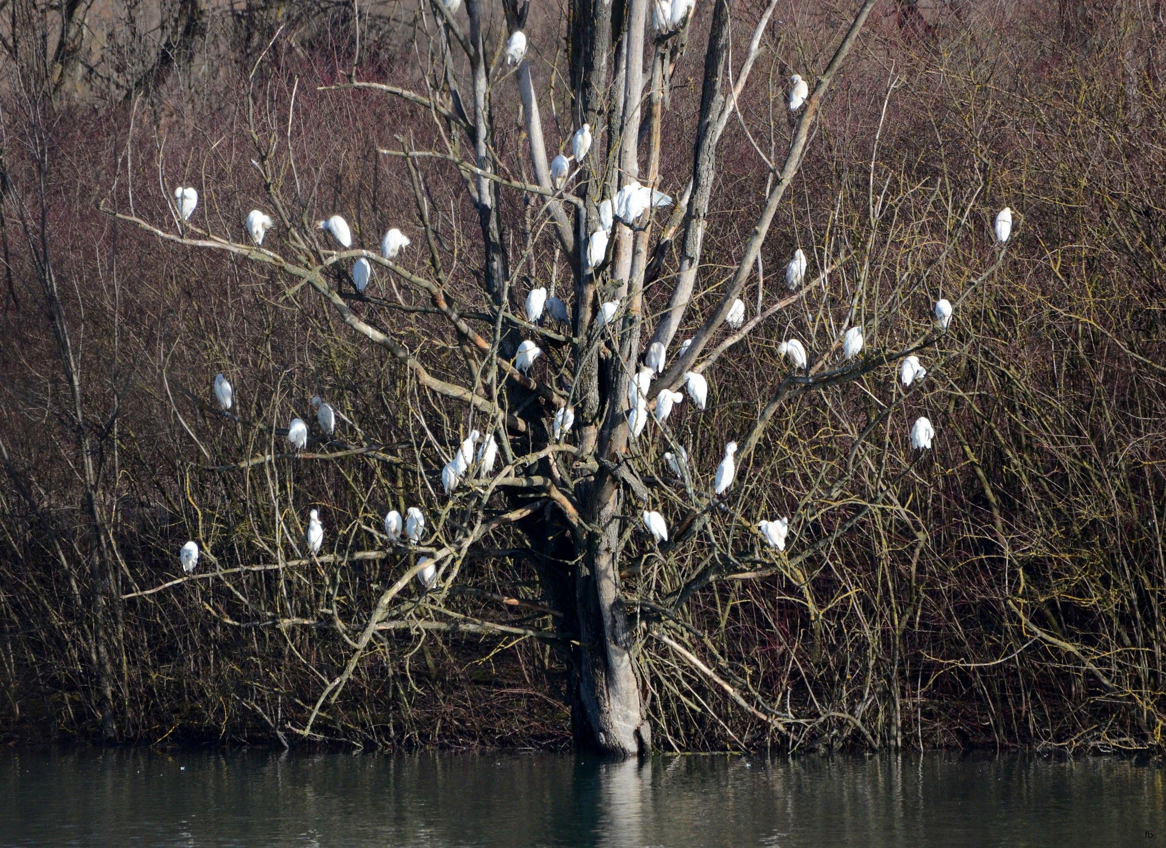 albero di pere,albero di ciliegie,albero di guardabuoi