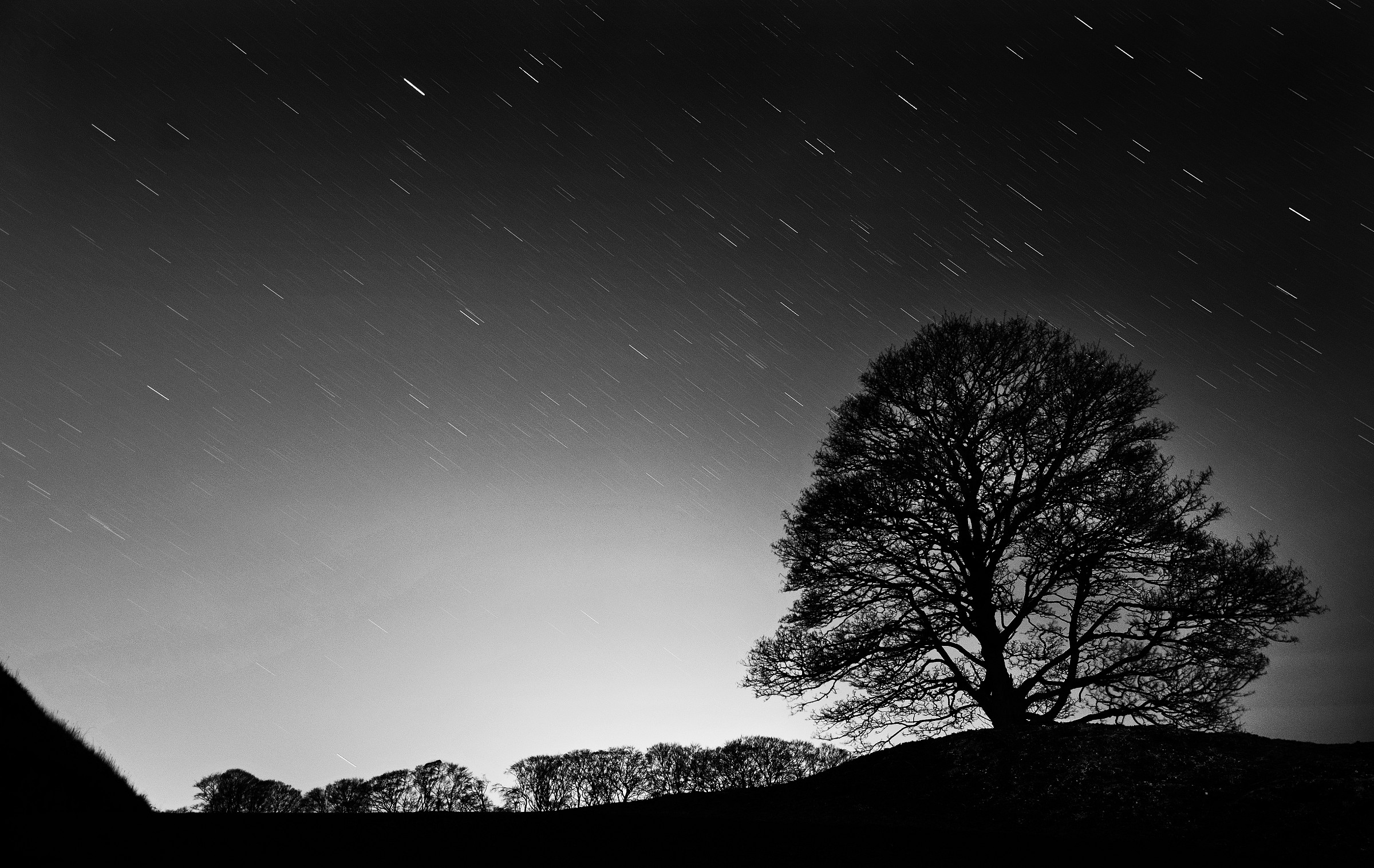 Tree & Stars