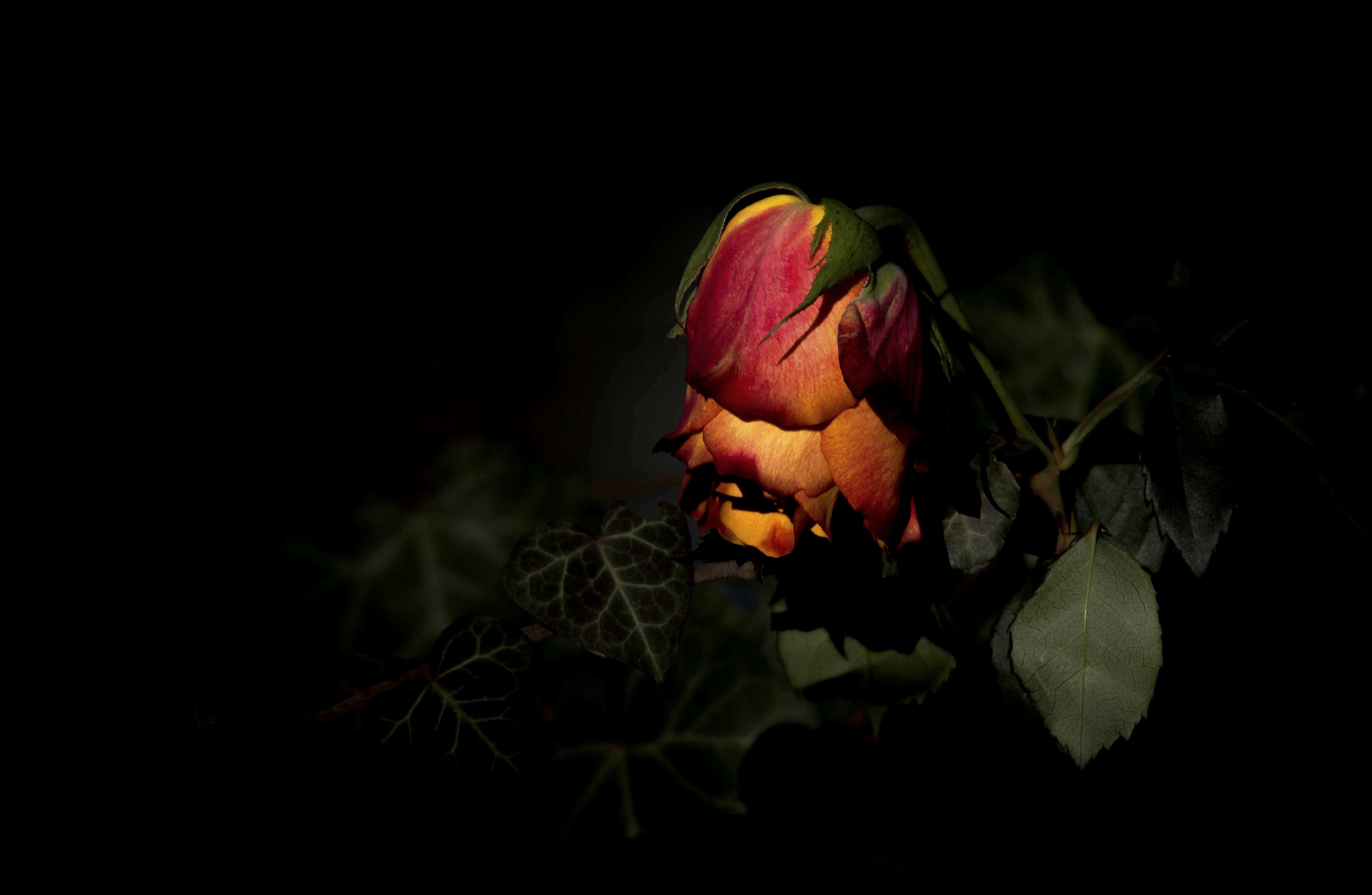 and tell me you do not want to die .................