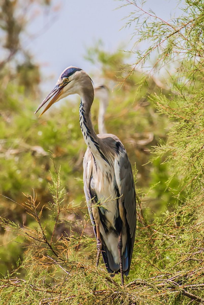 Grey Heron