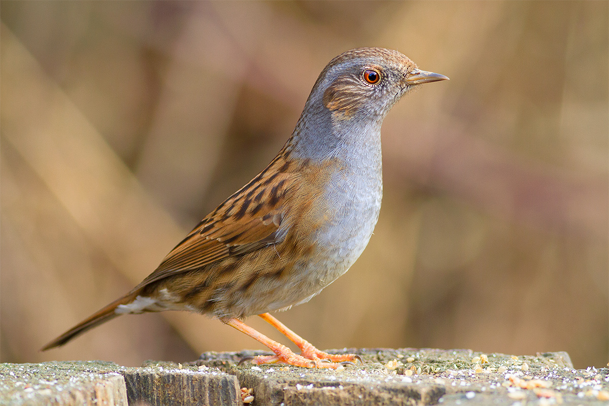 Dunnock