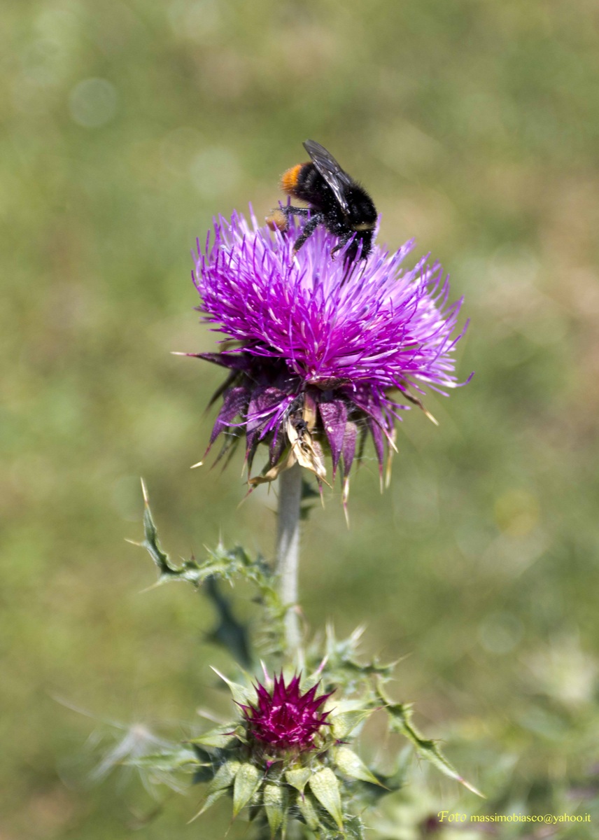 Calabrone su cardo-prove obbiettivo e Machina5DMarkII