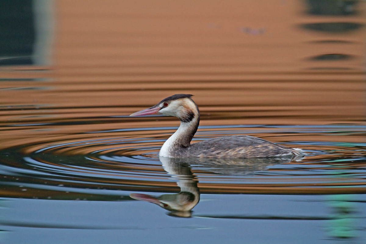 grebe