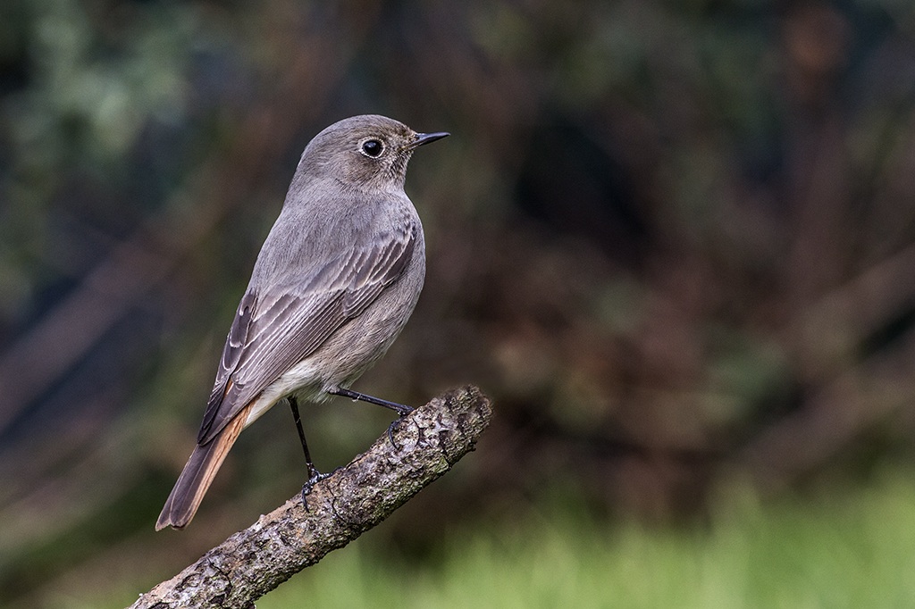 Codirosso spazzacamino