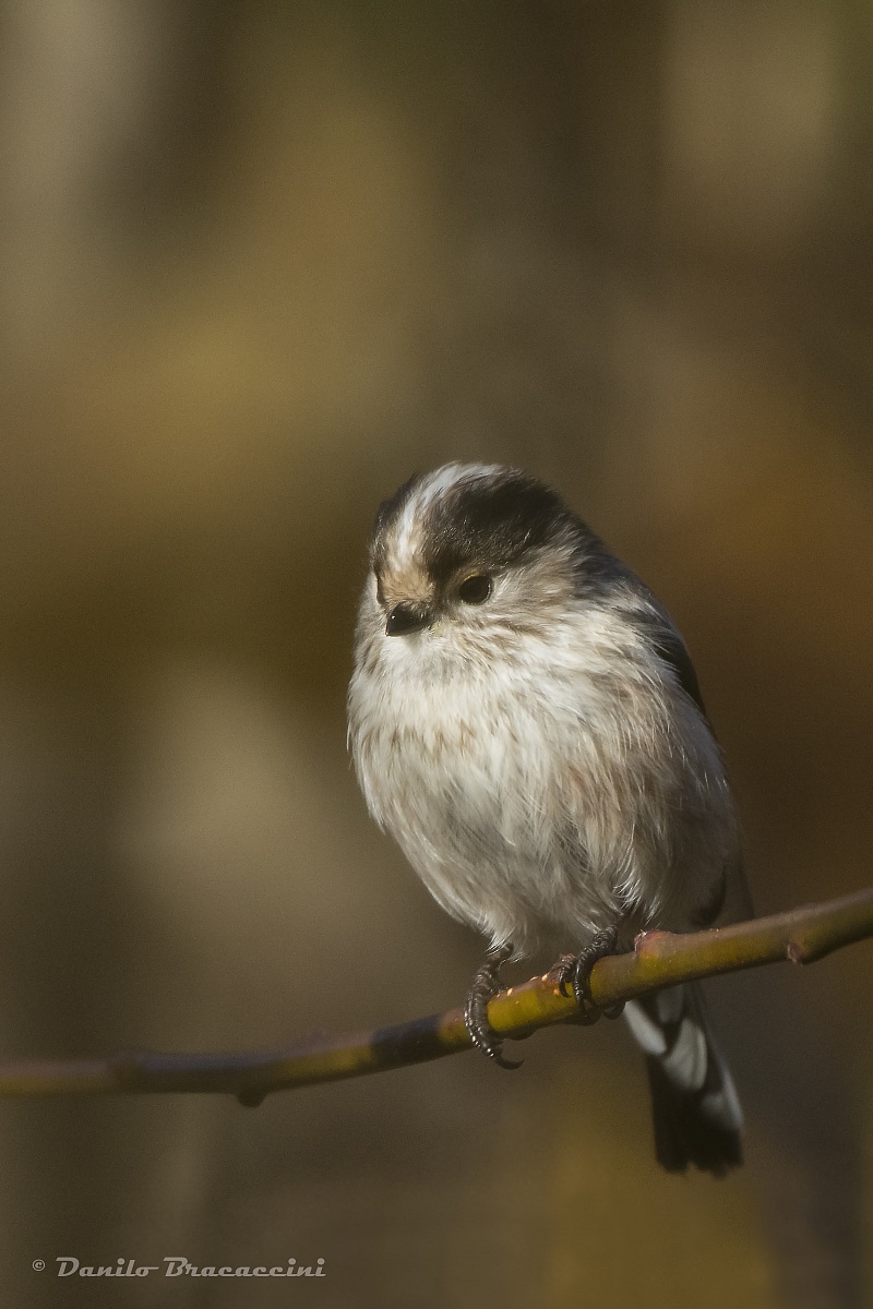 Long-tailed Tit