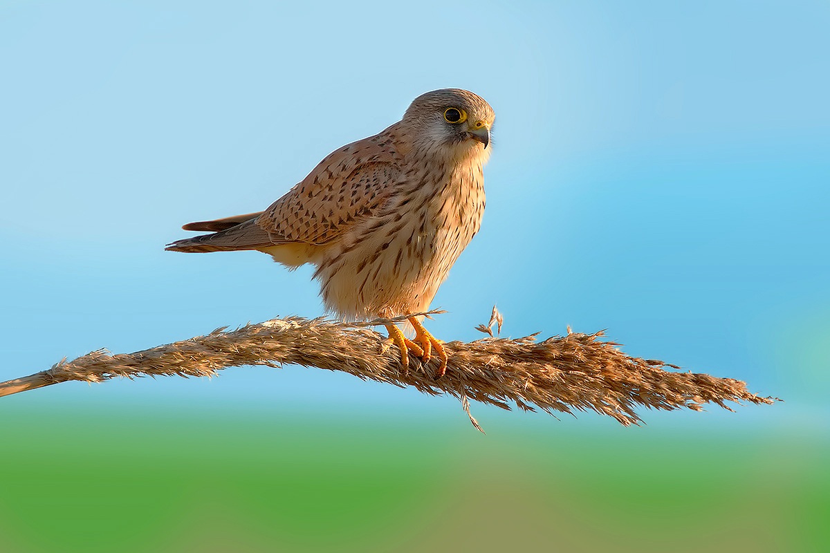 Kestrel (Falco tinnunculus)