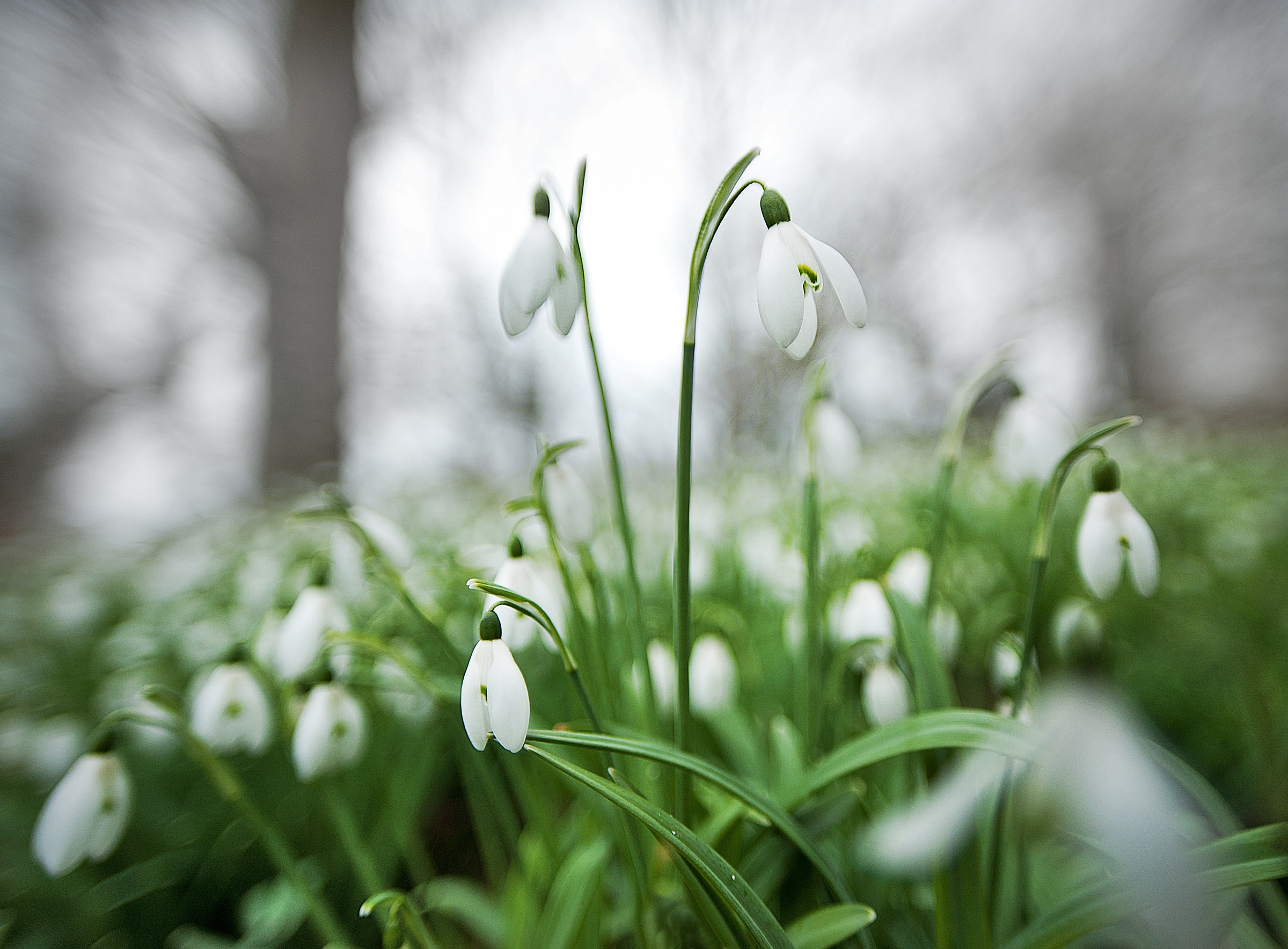 Snowdrops