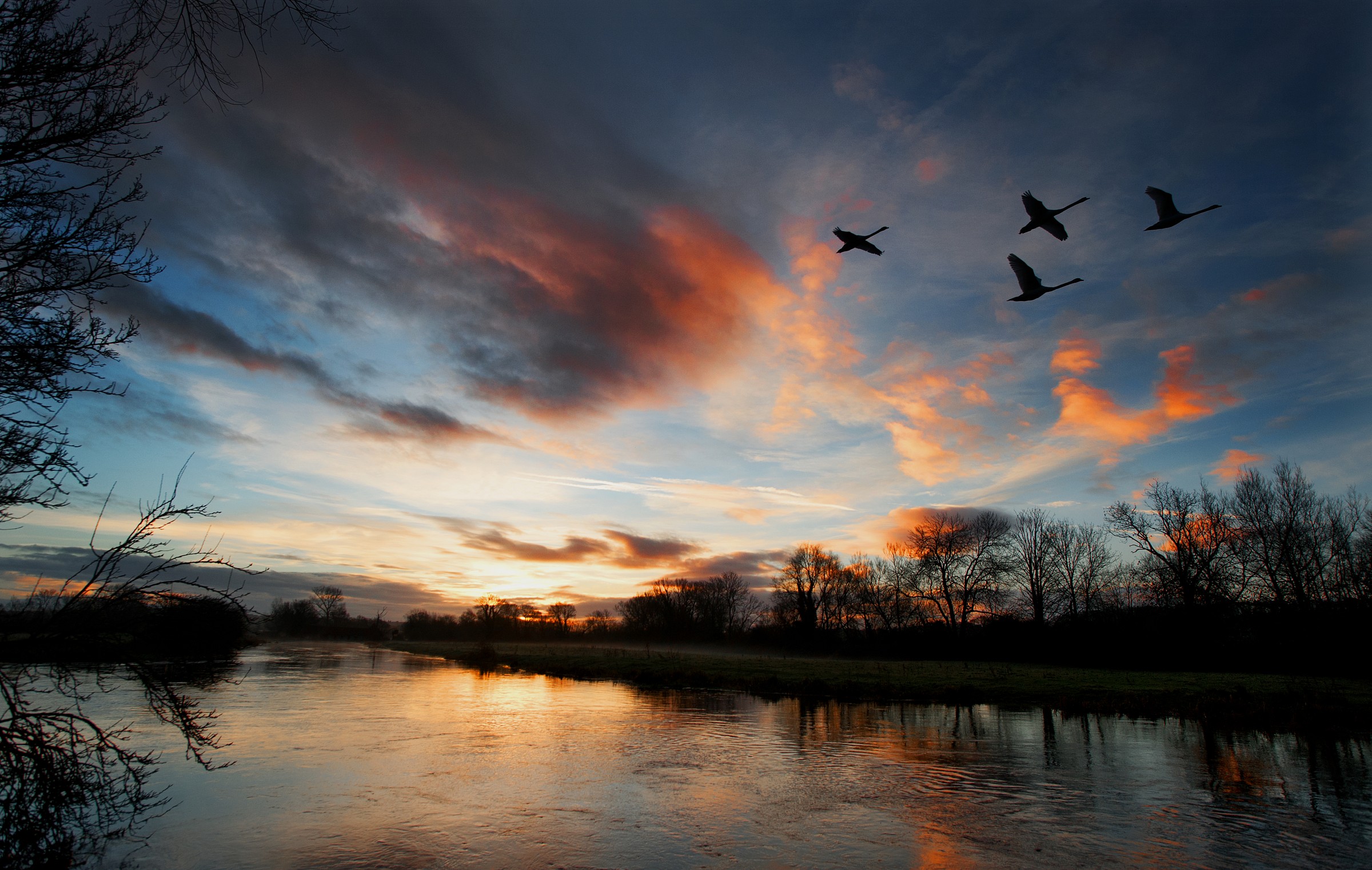 Swans at Sunrise