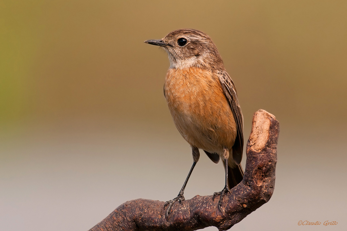 Stonechat female
